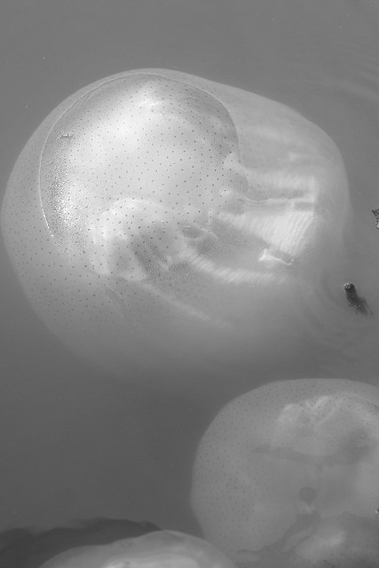 5566498789_fc6aebb81f_z.jpg