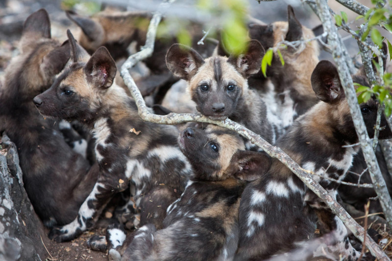 Karine_aigner_dogs_01604533-800x534.jpg