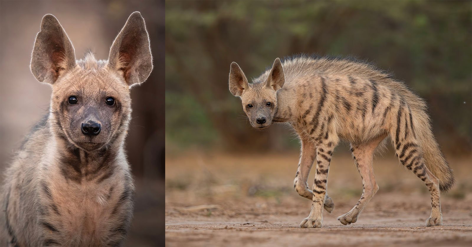 Striped Hyenas