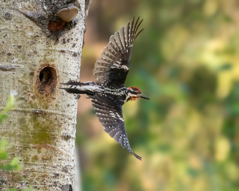 Red-Naped-Sap-Sucker-Leaving-Nest-800x640.jpg
