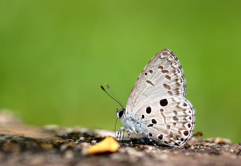 Common_Hedge_Blue_290308_by_inckurei.jpg