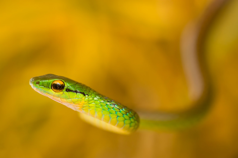 BASCO-parrot-snake-800x533.jpg