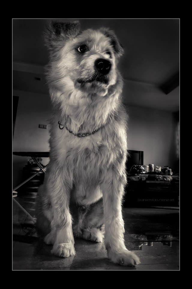 A_proper_Dog_Portrait_by_Draken413o.jpg