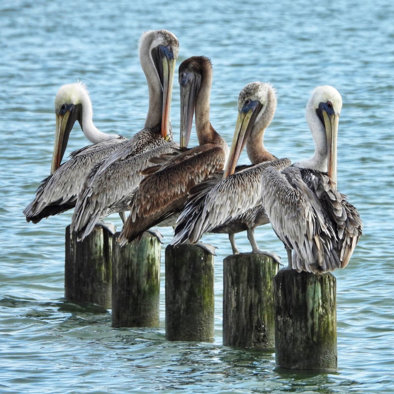 Pelicans-at-Magnolia-Beach-800x800.jpg