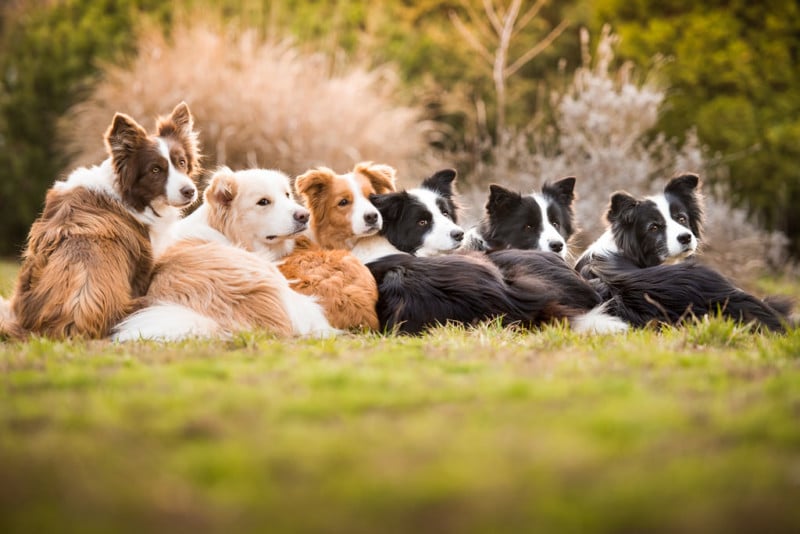 1st-I-Love-Dogs-Because-Tamara-Kedves-©-XL-800x534.jpg