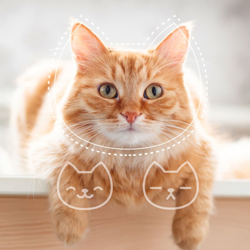 catmoodillustration-800x800.jpg
