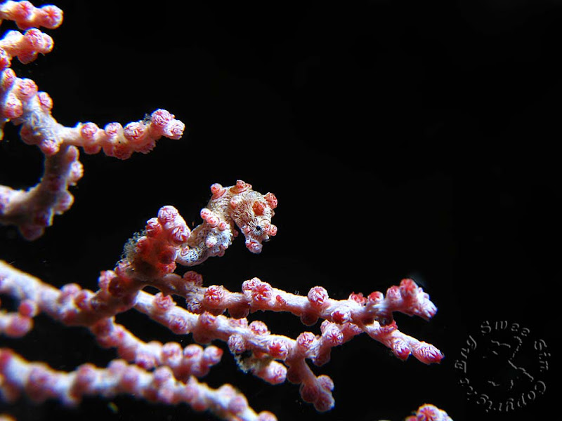 IMG_6293-Edit.jpg