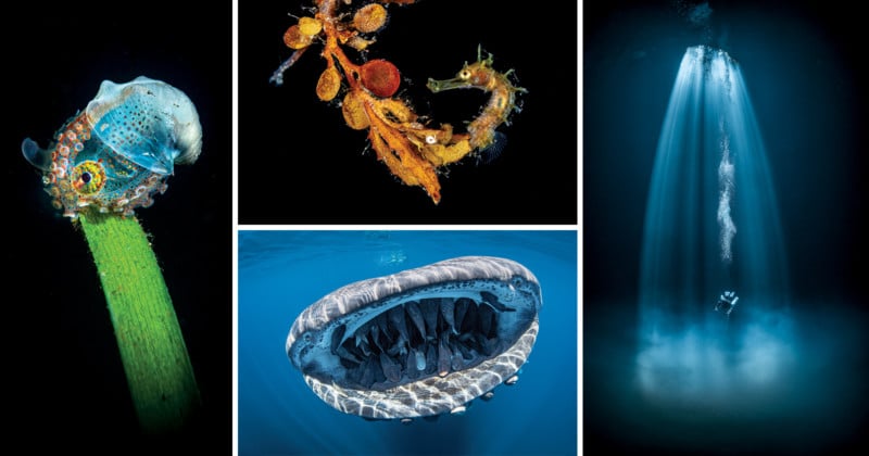 scuba_feature-800x420.jpg