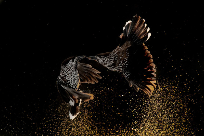 Bird-Behaviour-Gold-800x534.jpg