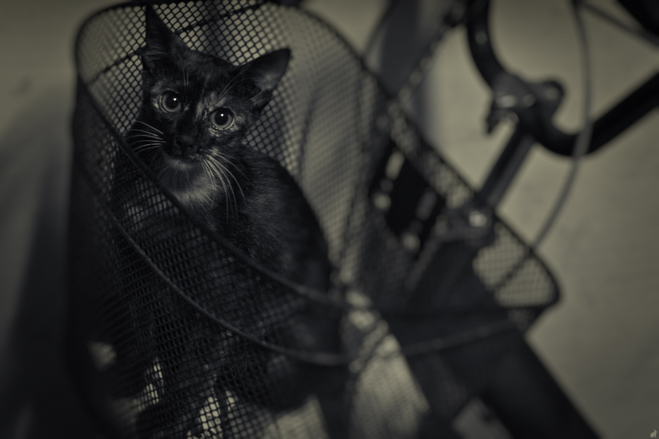 CATBASKET_by_Draken413o.jpg