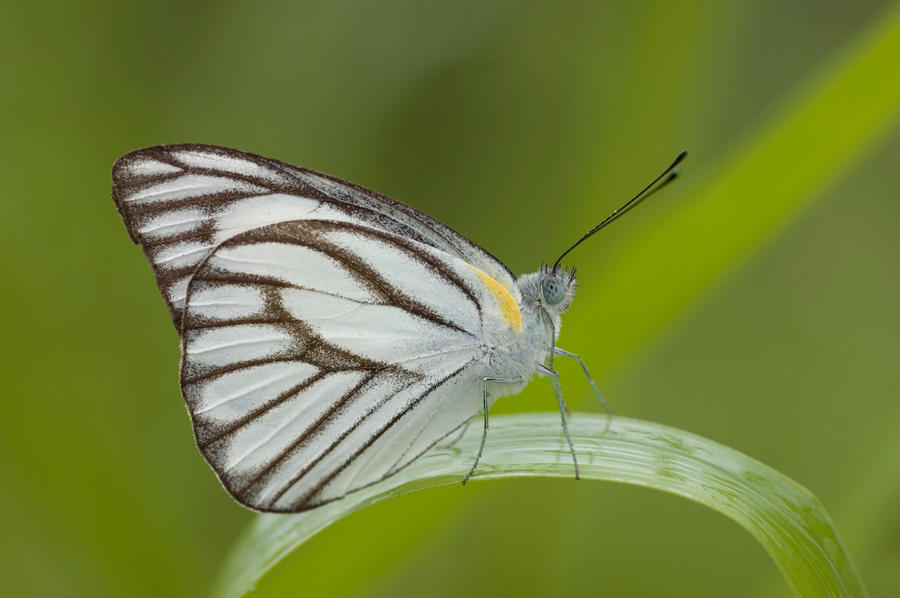 PU_Butterflies_V_by_log1t3ch.jpg