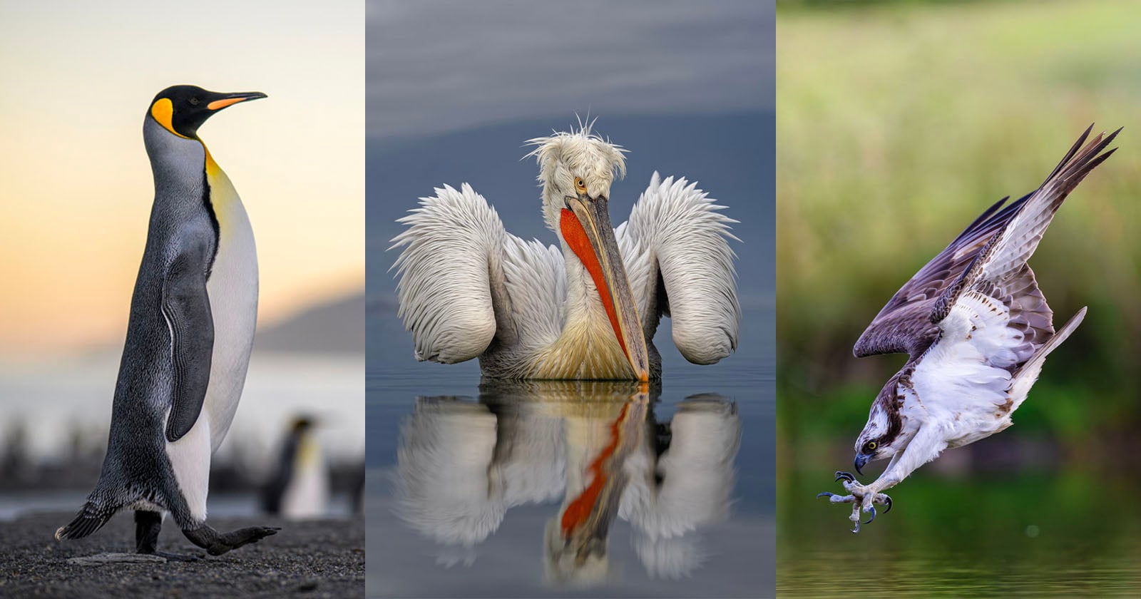 A collage of three birds: a standing emperor penguin on the left, a Dalmatian pelican with ruffled feathers in the center, and an osprey catching a fish over water on the right.