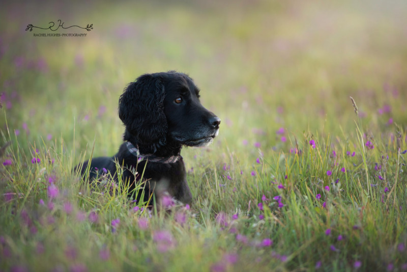 dog17-800x534.jpeg