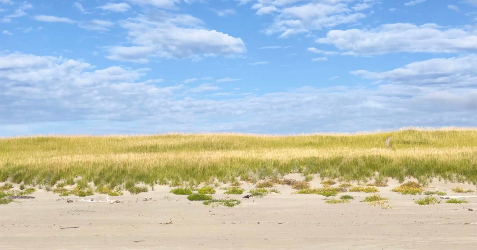 A sandy beach with scattered green shrubs leads to tall yellow-green dune grass under a blue sky with scattered white clouds.