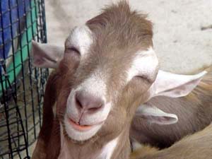 cute%2Bgoat.jpg
