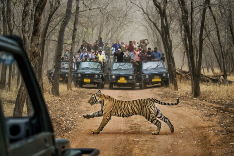 tiger-800x533.jpg