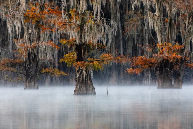 GOLD-©-Doron-Talmi_Mist-at-the-swamp-800x534.jpg