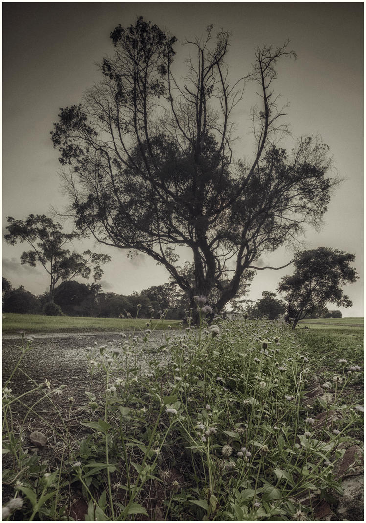overgrow_by_draken413o-d5frmxu.jpg