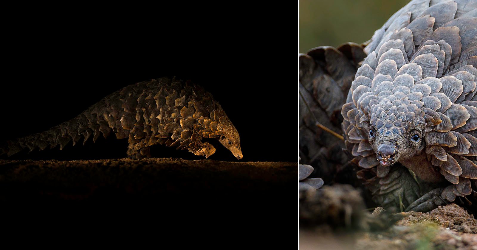 Split image: Left side shows a pangolin walking on the ground against a black background. Right side features a close-up of a pangolin’s face and overlapping scales, highlighting its unique texture.