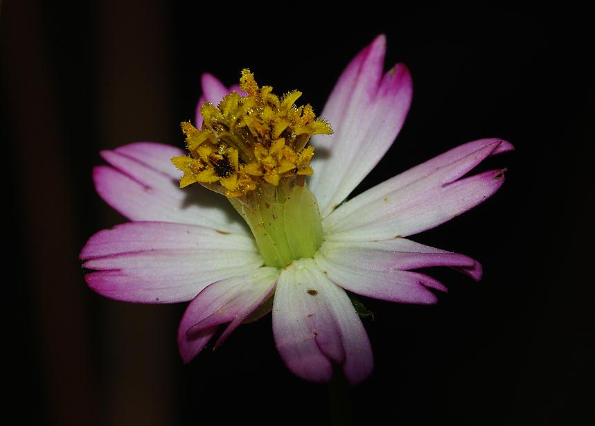 flower.JPG