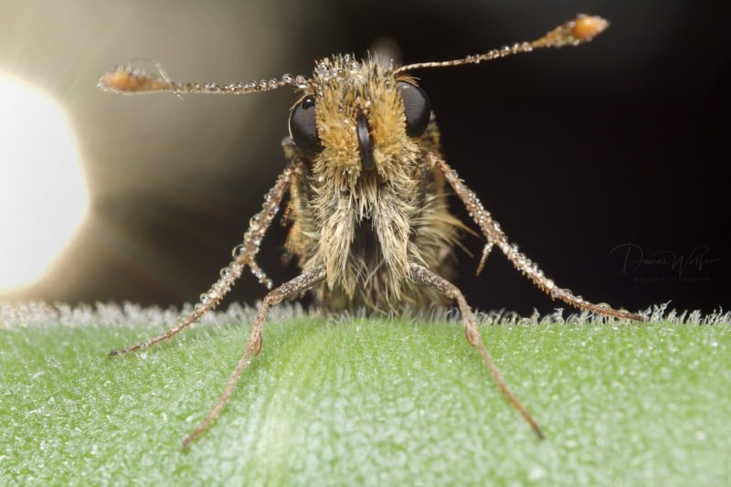 Moth-800x533.jpg