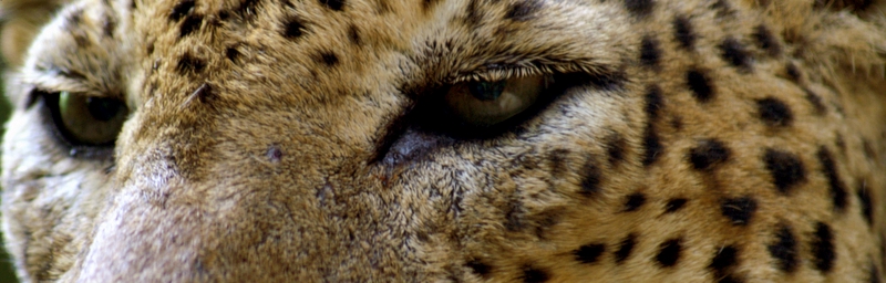 83818348_96028be7f1_o.jpg
