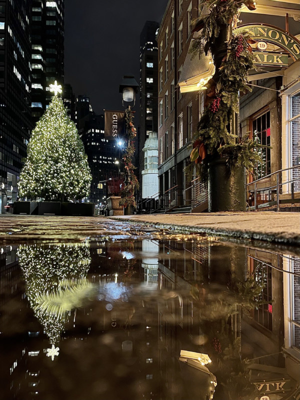 02_Seaport-Tree-Puddle-Reflection-600x800.jpg