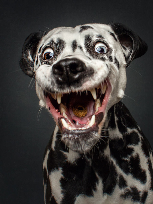 dogs-catching-treats-by-christian-vieler-7-600x800.jpg