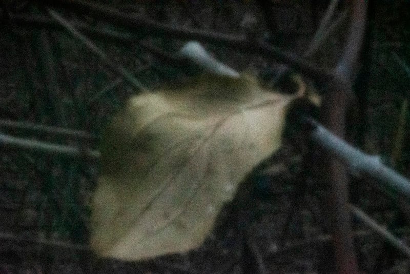 Pringles Can Pinhole telephoto lens example photo