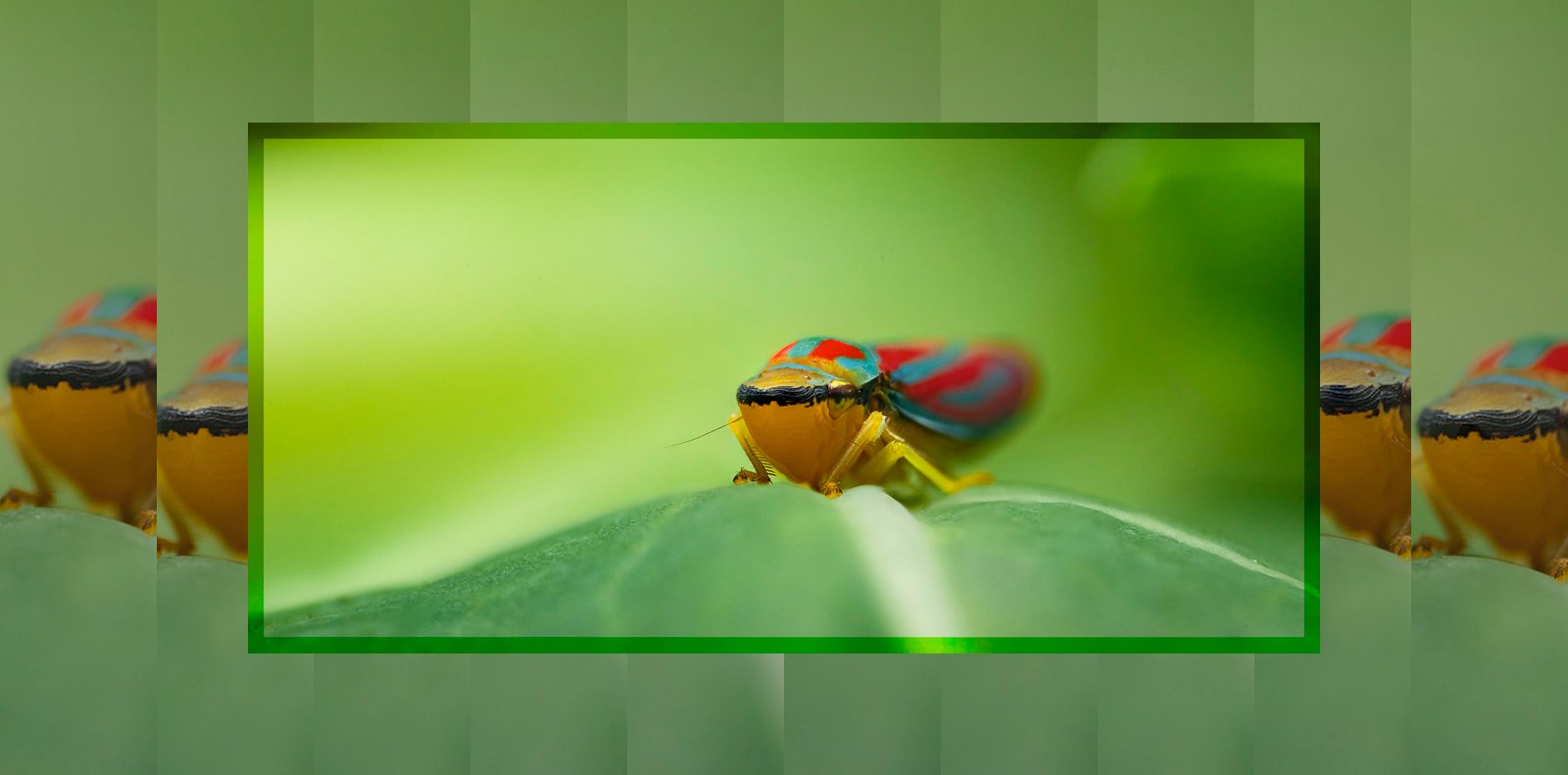 focusstack_feature.jpg
