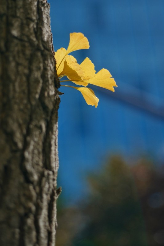 G45_34-533x800.jpeg