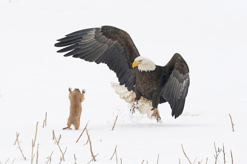 Arthur-Trevino_Ninja-Prairie-Dog_00001119-800x534.jpg