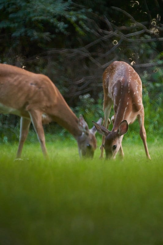 tokina-400mm-reflex-mf-lens-sample-3905-533x800.jpg