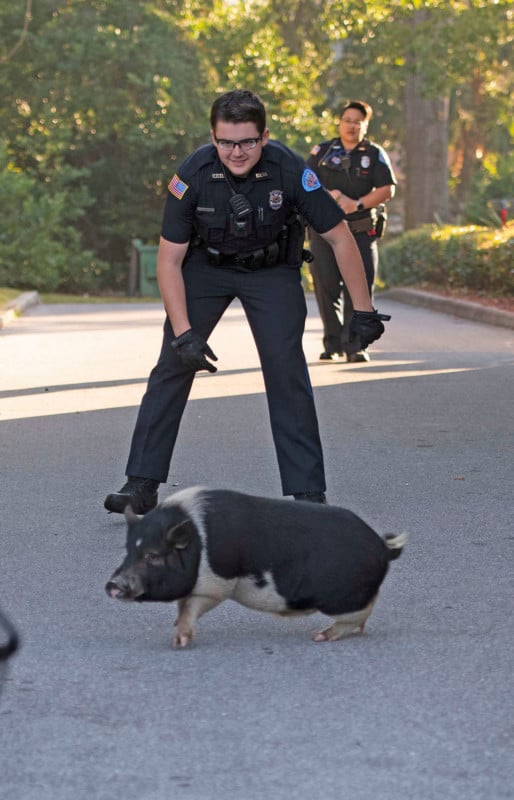 policechasingrunawaypig-2-514x800.jpg