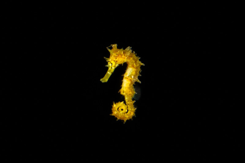 F8409340-Edit-800x534.jpg