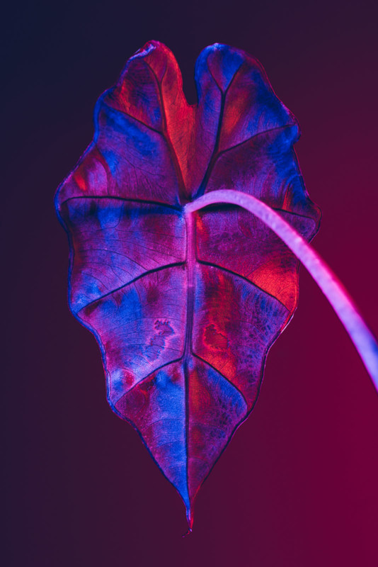 Botanicals-4-534x800.jpg
