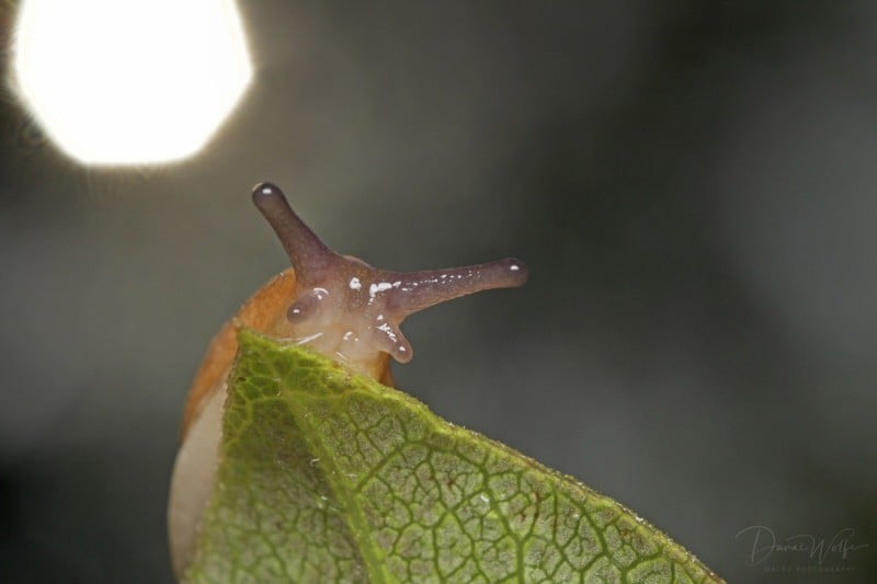 Slug1-800x533.jpg