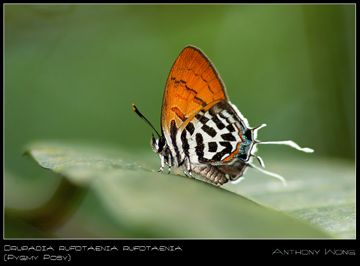 Pygmy_Posy_02_110908_by_inckurei.jpg