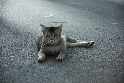 DSC_8025.jpg