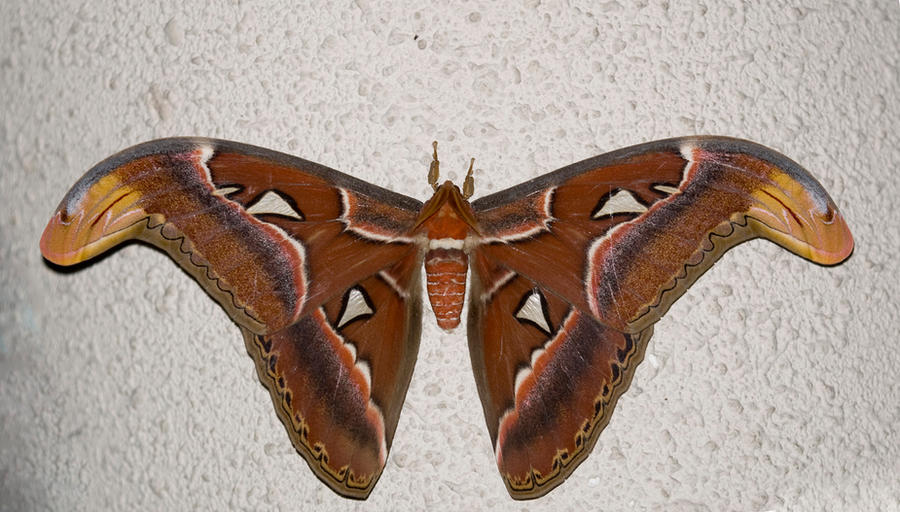 Atlas_Moth_by_inckurei.jpg