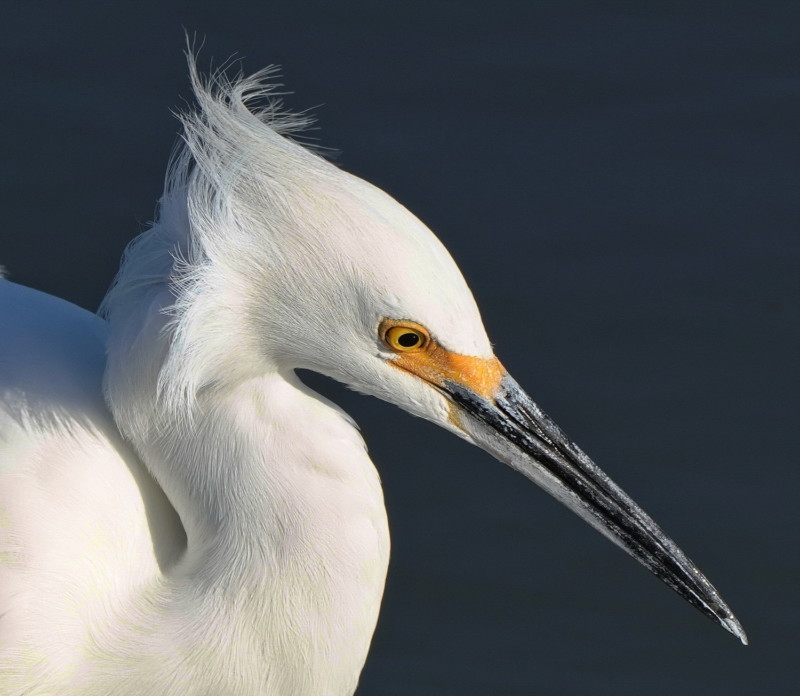 Egret-f11-800x696.jpg