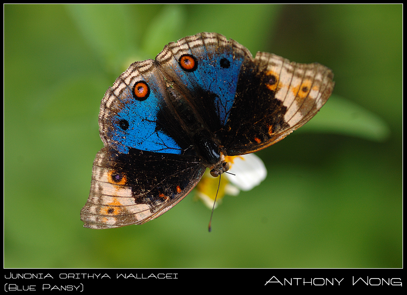 Blue_Pansy_01_030808_by_inckurei.jpg