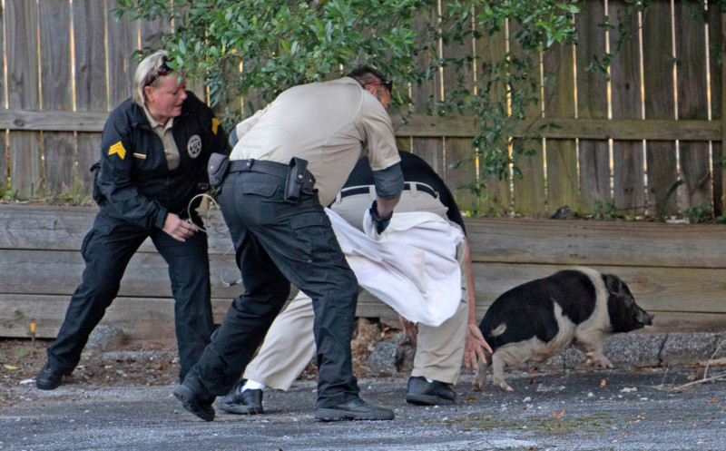 policechasingrunawaypig-5-800x497.jpg