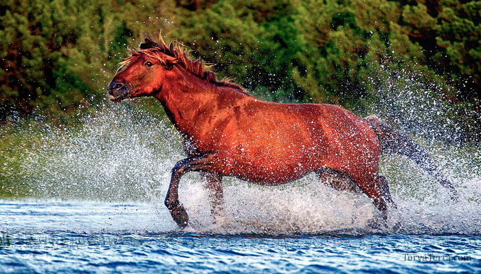 5 Tips for Better Wildlife Photographs