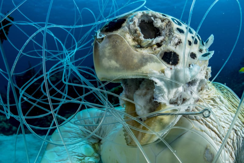 Underwater-Conservation1_Shane_Gross_Victim-800x534.jpg