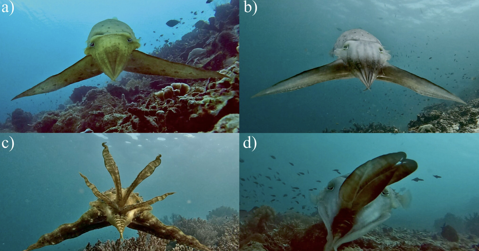 Four underwater images of a cuttlefish: (a) front view swimming, (b) closer frontal view, (c) top view with extended arms, (d) side view with bent body. Coral and small fish are visible in the background.