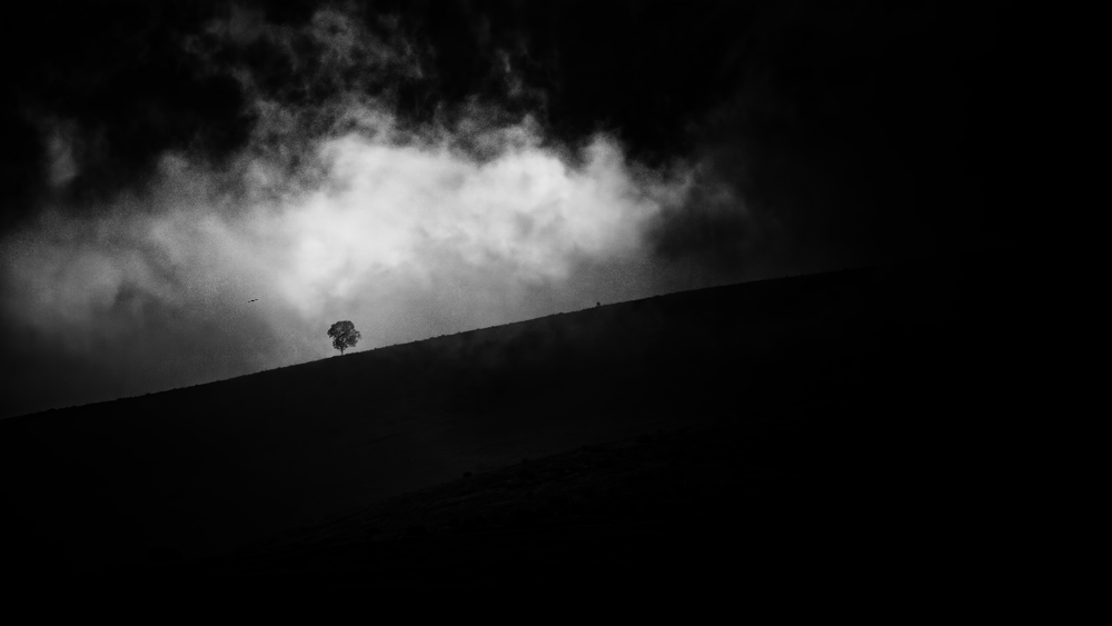 IMG_2496+copy+1000.jpg