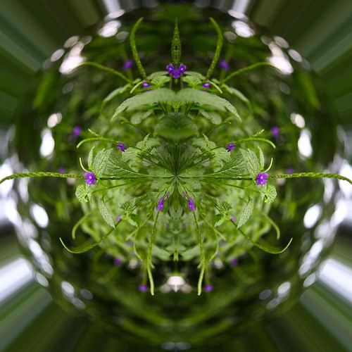 2977639281_69e62746d9.jpg