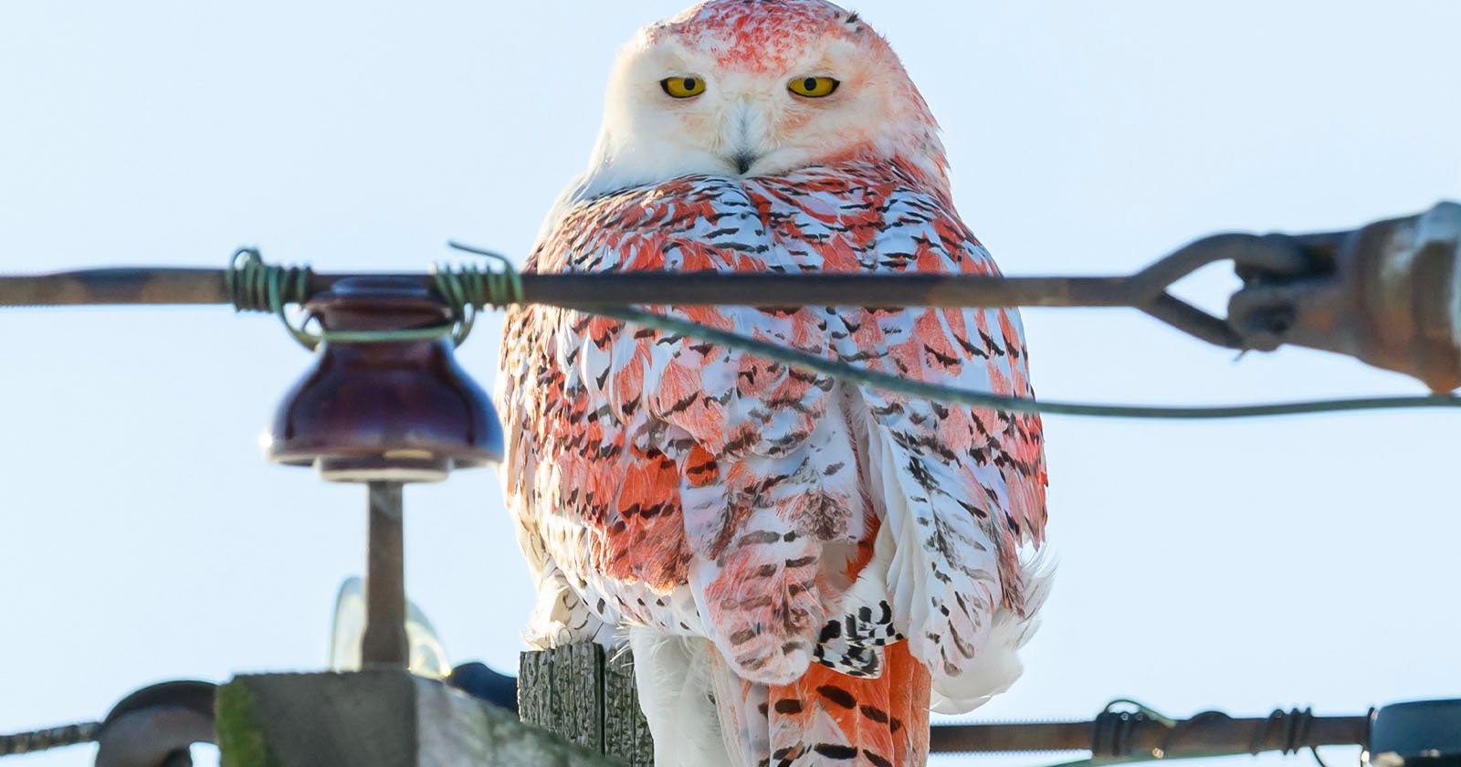 A snooty-looking owl, perched on a utility pole filled with wires, displays unique orange and white plumage with dark speckles, staring towards the camera against a clear blue sky.