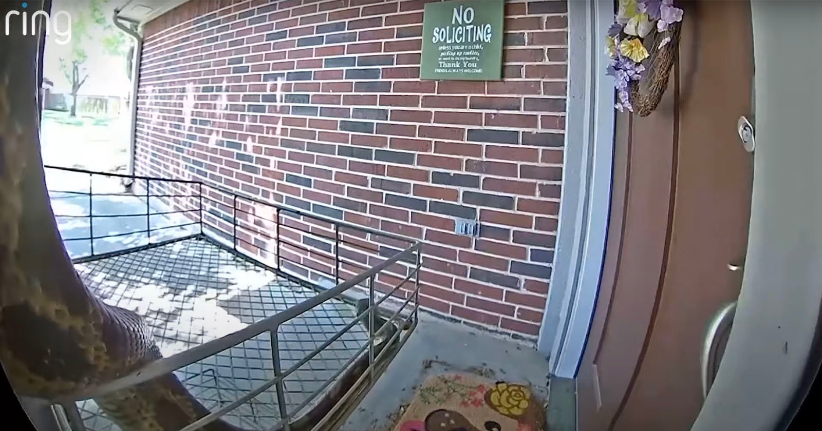 A large snake is coiled on a metal porch railing near a front door, with a No Soliciting sign on the brick wall and a welcome mat on the ground. The image is captured by a doorbell camera.